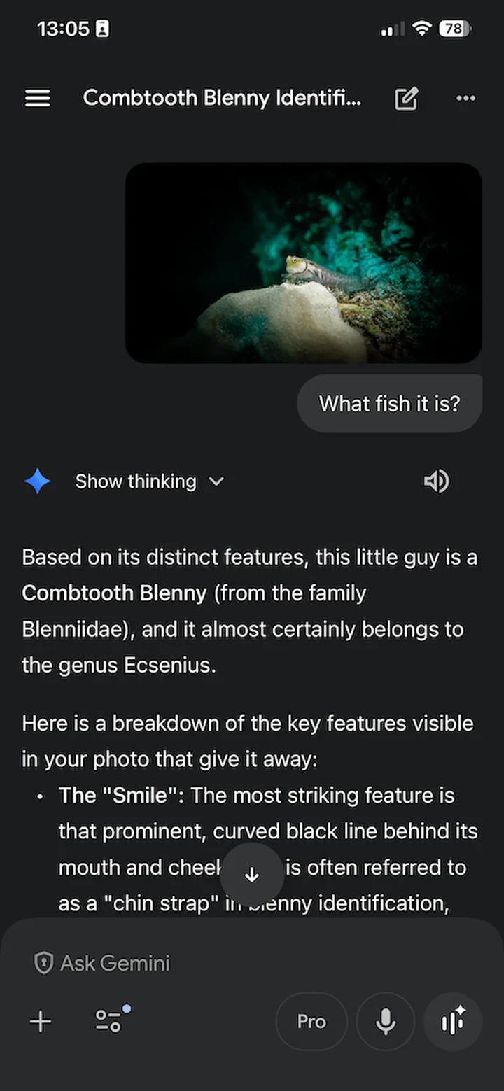 Google Gemini conversation identifying a fish from a photo