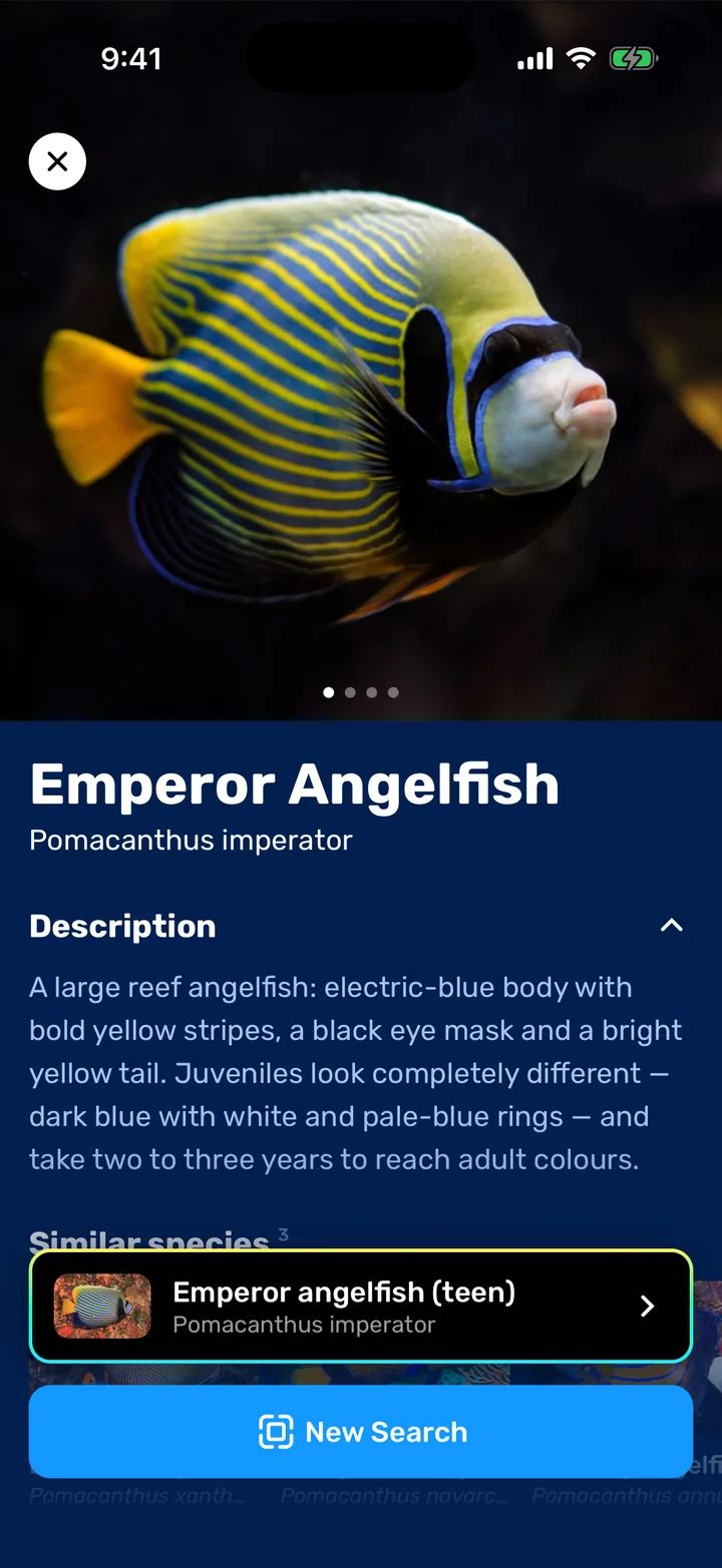 Seabook photo identification result: Emperor Angelfish